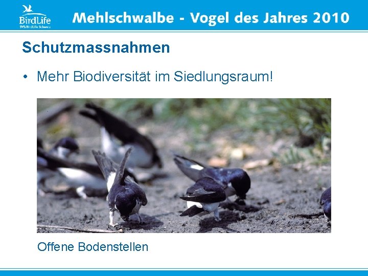 Schutzmassnahmen • Mehr Biodiversität im Siedlungsraum! Offene Bodenstellen 