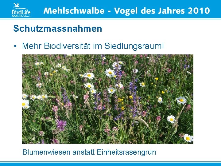 Schutzmassnahmen • Mehr Biodiversität im Siedlungsraum! Blumenwiesen anstatt Einheitsrasengrün 