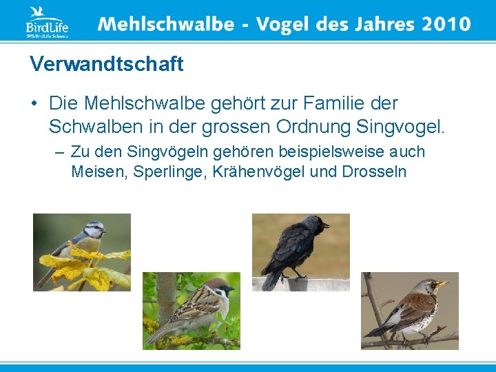 Verwandtschaft • Die Mehlschwalbe gehört zur Familie der Schwalben in der grossen Ordnung Singvogel.