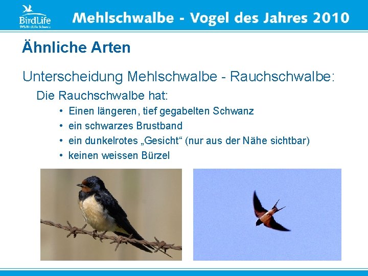 Ähnliche Arten Unterscheidung Mehlschwalbe - Rauchschwalbe: Die Rauchschwalbe hat: • • Einen längeren, tief