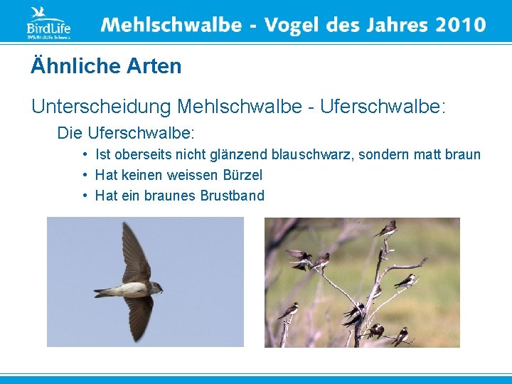 Ähnliche Arten Unterscheidung Mehlschwalbe - Uferschwalbe: Die Uferschwalbe: • Ist oberseits nicht glänzend blauschwarz,