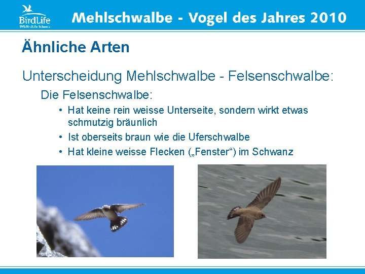 Ähnliche Arten Unterscheidung Mehlschwalbe - Felsenschwalbe: Die Felsenschwalbe: • Hat keine rein weisse Unterseite,