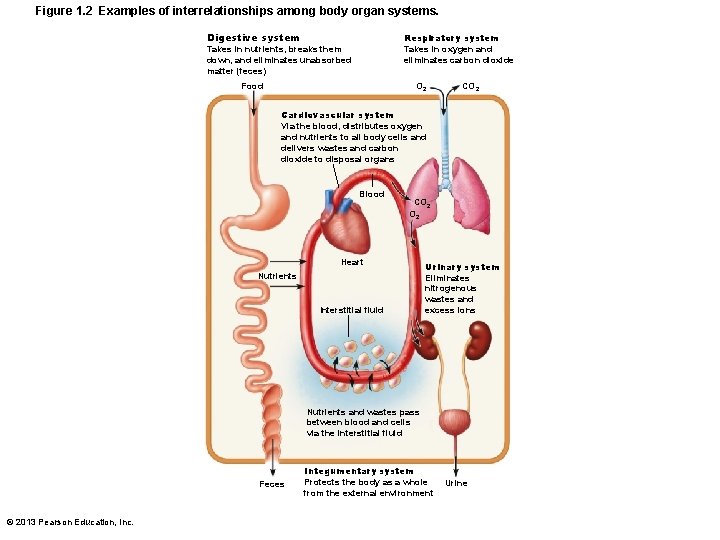 Figure 1. 2 Examples of interrelationships among body organ systems. Digestive system Respiratory system
