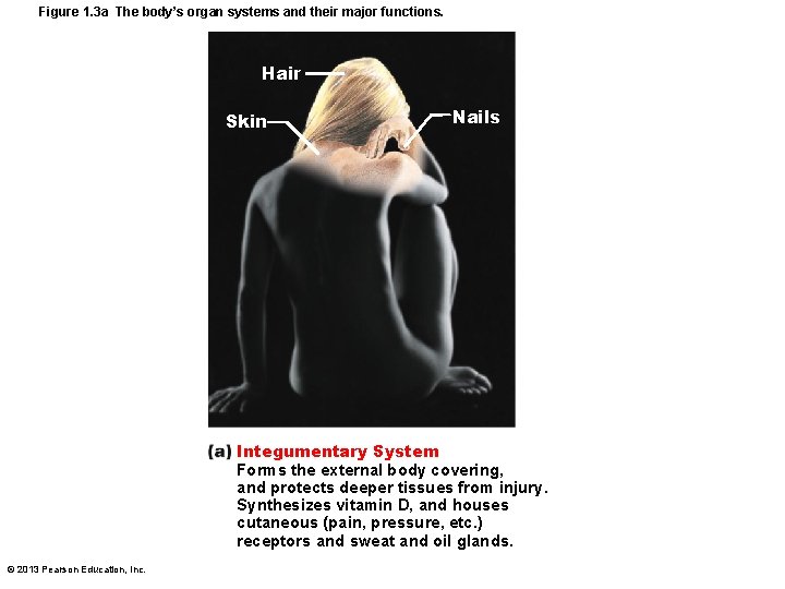 Figure 1. 3 a The body’s organ systems and their major functions. Hair Skin