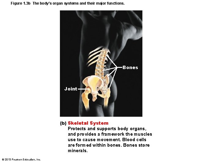 Figure 1. 3 b The body’s organ systems and their major functions. Bones Joint