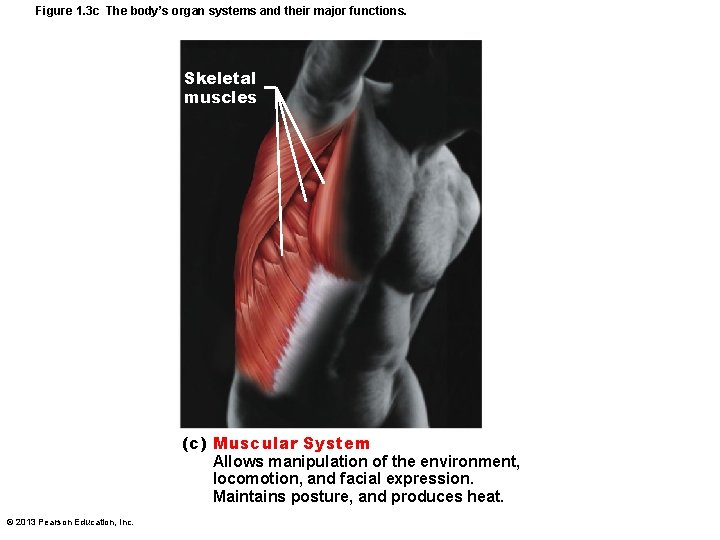 Figure 1. 3 c The body’s organ systems and their major functions. Skeletal muscles