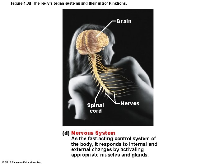 Figure 1. 3 d The body’s organ systems and their major functions. Brain Spinal
