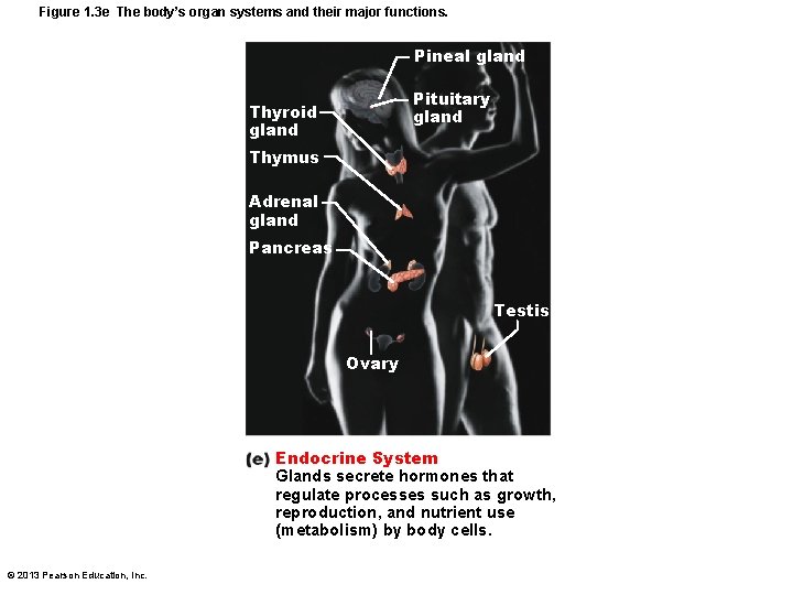 Figure 1. 3 e The body’s organ systems and their major functions. Pineal gland