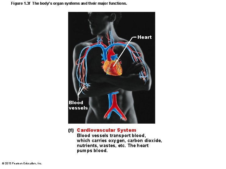 Figure 1. 3 f The body’s organ systems and their major functions. Heart Blood