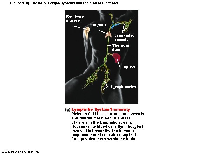 Figure 1. 3 g The body’s organ systems and their major functions. Red bone
