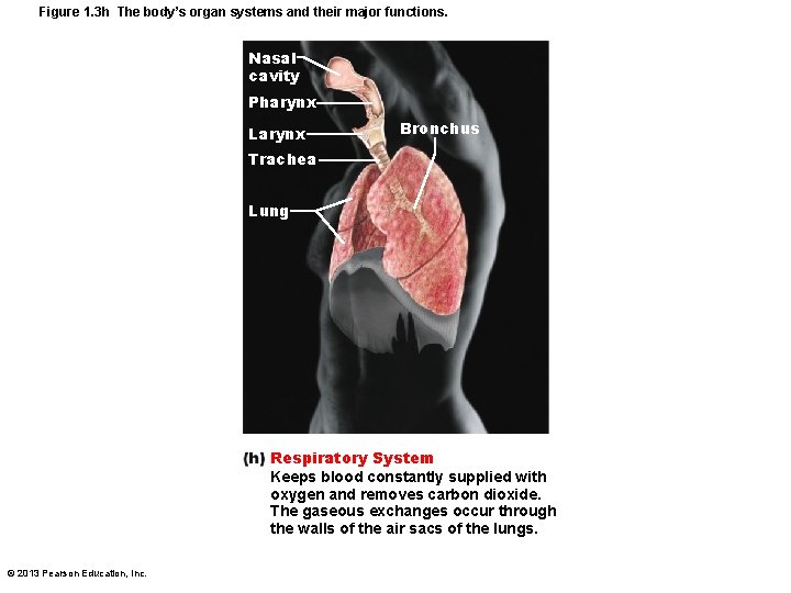 Figure 1. 3 h The body’s organ systems and their major functions. Nasal cavity