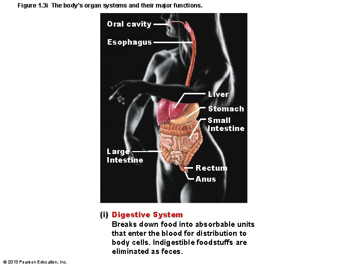 Figure 1. 3 i The body’s organ systems and their major functions. Oral cavity