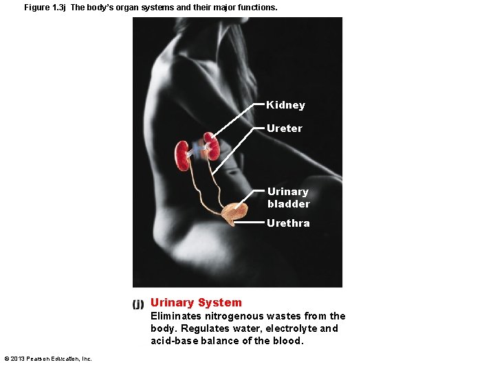 Figure 1. 3 j The body’s organ systems and their major functions. Kidney Ureter