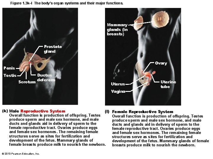 Figure 1. 3 k–l The body’s organ systems and their major functions. Mammary glands