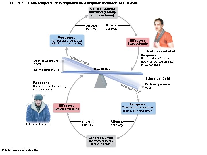 Figure 1. 5 Body temperature is regulated by a negative feedback mechanism. Control Center