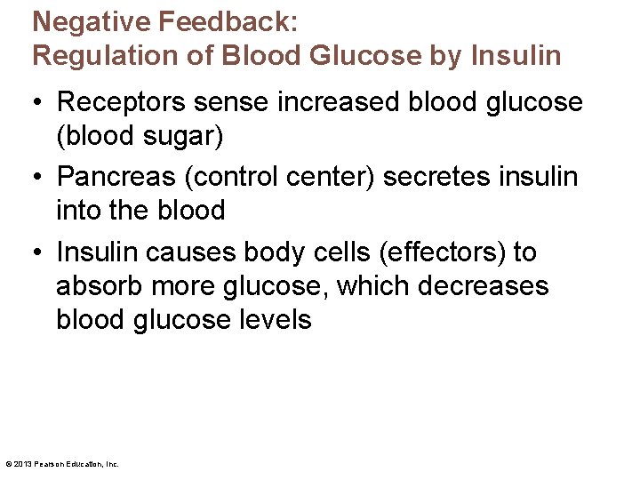Negative Feedback: Regulation of Blood Glucose by Insulin • Receptors sense increased blood glucose