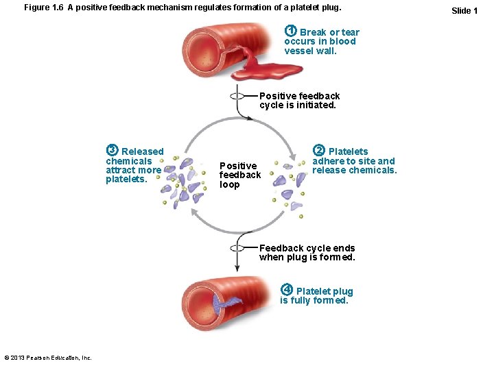 Figure 1. 6 A positive feedback mechanism regulates formation of a platelet plug. 1