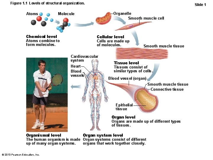 Figure 1. 1 Levels of structural organization. Atoms Slide 1 Organelle Smooth muscle cell