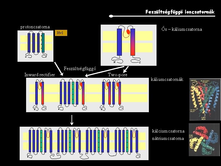 Feszültségfüggő ioncsatornák protoncsatorna Ős – káliumcsatorna Hv 1 + + N C Feszültségfüggő Inward