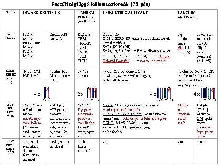 Feszültségfüggő káliumcsatornák (75 gén) TÍPUS INWARD RECTIFIER TANDEM PORE=two- FESZÜLTSÉG AKTIVÁLT CALCIUM AKTIVÁLT K