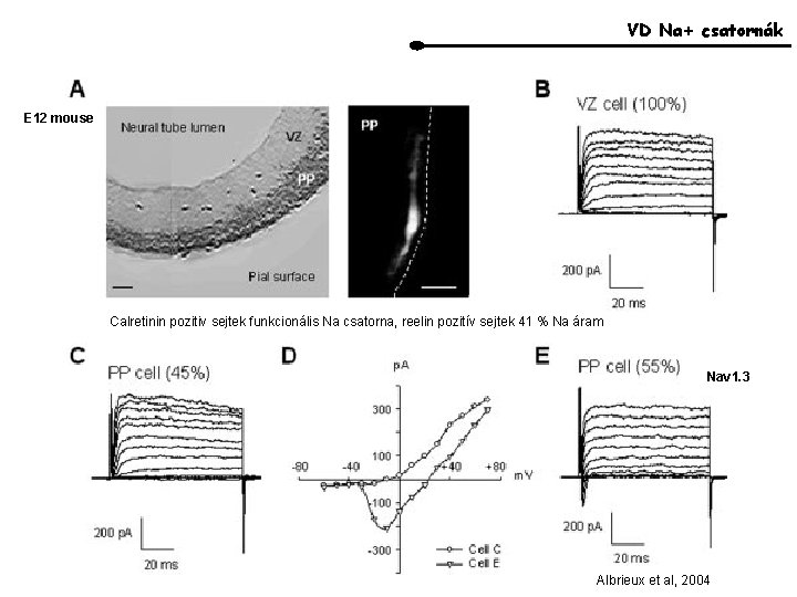 VD Na+ csatornák E 12 mouse Calretinin pozitiv sejtek funkcionális Na csatorna, reelin pozitív