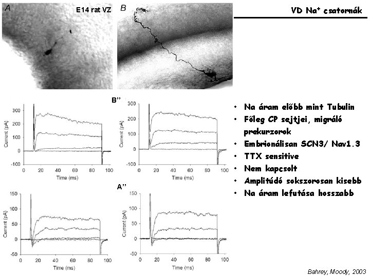 VD Na+ csatornák E 14 rat VZ B’’ A’’ • Na áram előbb mint