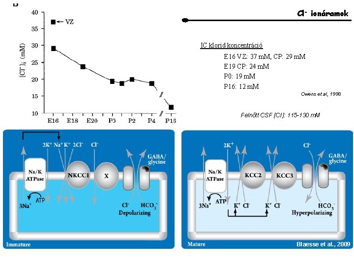 Cl- ionáramok IC klorid koncentráció E 16 VZ: 37 m. M, CP: 29 m.