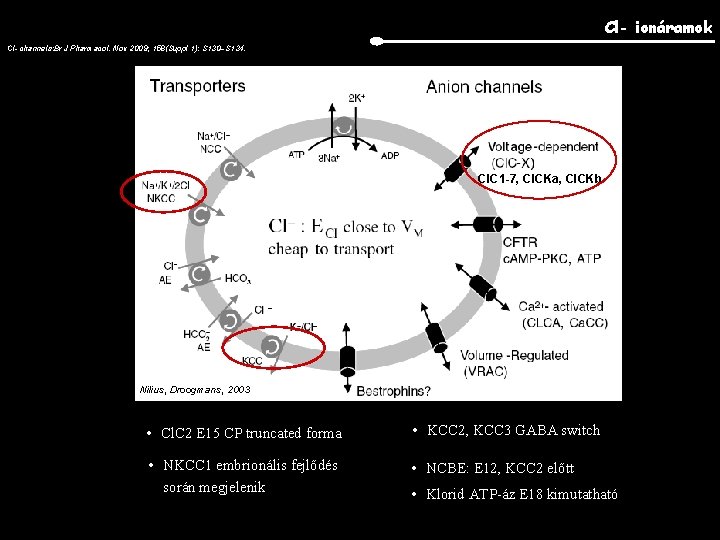 Cl- ionáramok Cl- channels: Br J Pharmacol. Nov 2009; 158(Suppl 1): S 130–S 134.