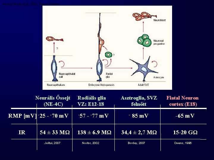 Alvarez-Buylla et al. , 2001, Nature Reviews Neurális Őssejt (NE-4 C) RMP [m. V]