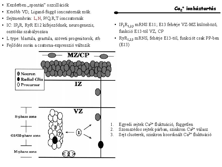  • • Kezdetben „spontán” oszcillációk Később VD, Ligand-függő ioncsatornák műk. Sejtmembrán: L, N,