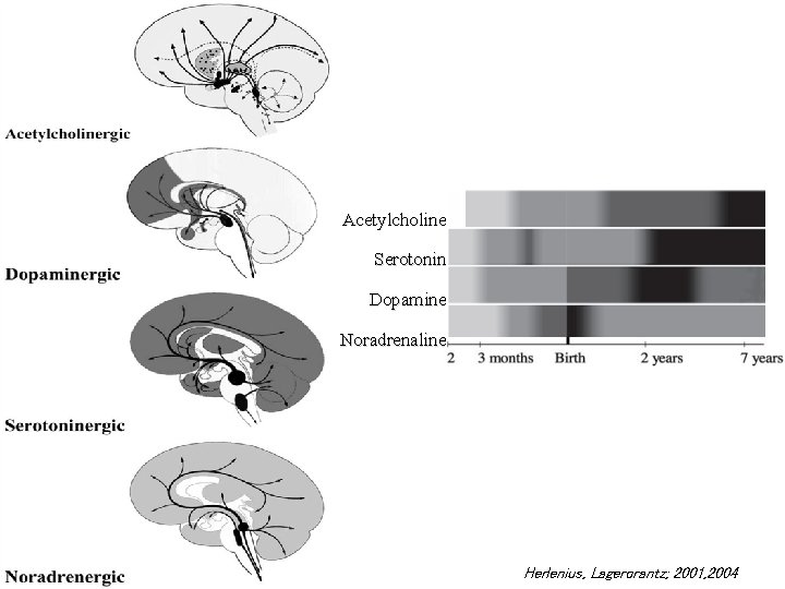 Acetylcholine Serotonin Dopamine Noradrenaline E 13, SN, VTA neocortex innervation E 15 Herlenius, Lagercrantz;