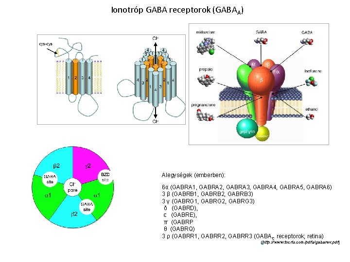 Ionotróp GABA receptorok (GABAA) Alegységek (emberben): 6α (GABRA 1, GABRA 2, GABRA 3, GABRA