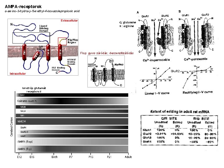 AMPA-receptorok α-amino-3 -hydroxy-5 -methyl-4 -isoxazolepropionic acid Q: glutamine R : arginine Flop: gyors záródás;