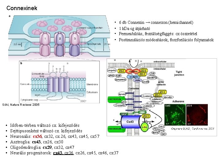 Connexinek • • Söhl, Nature Reviews 2005 • • • Időben-térben változó cx. kifejeződés