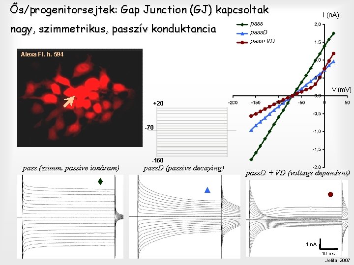 Ős/progenitorsejtek: Gap Junction (GJ) kapcsoltak nagy, szimmetrikus, passzív konduktancia I (n. A) pass. D