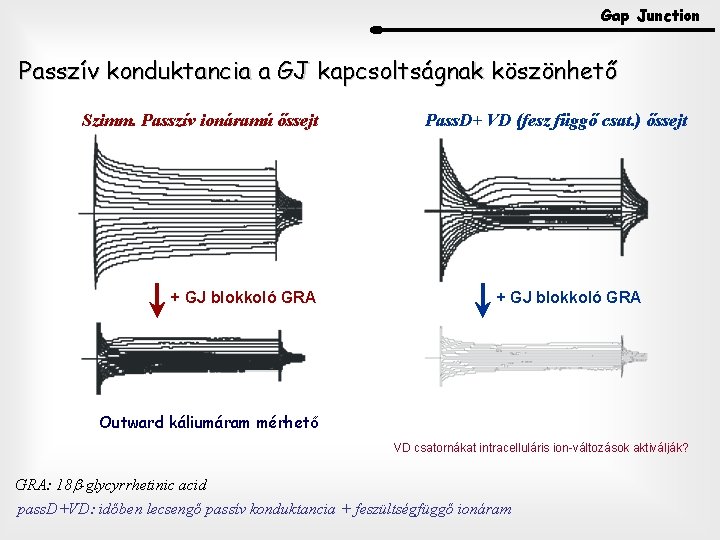 Gap Junction Passzív konduktancia a GJ kapcsoltságnak köszönhető Szimm. Passzív ionáramú őssejt + GJ