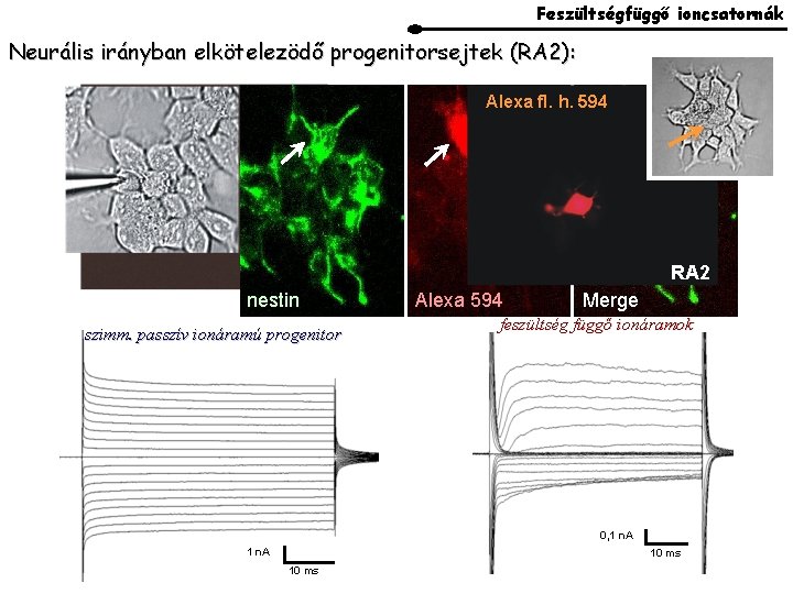 Feszültségfüggő ioncsatornák Neurális irányban elkötelezödő progenitorsejtek (RA 2): LY Alexa fl. h. 594 RA