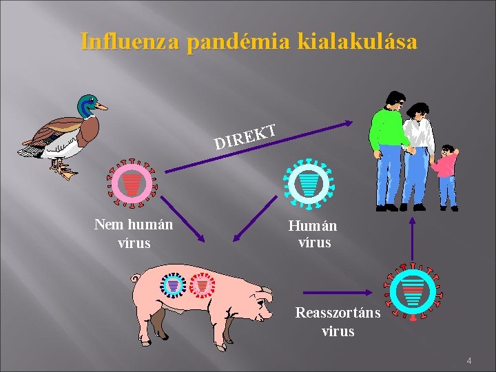 Influenza pandémia kialakulása K E R I D Nem humán vírus T Humán vírus