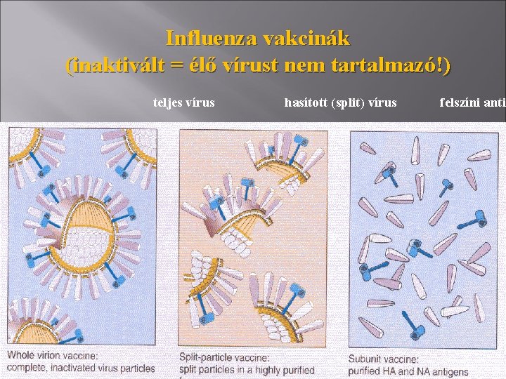 Influenza vakcinák (inaktivált = élő vírust nem tartalmazó!) teljes vírus hasított (split) vírus felszíni