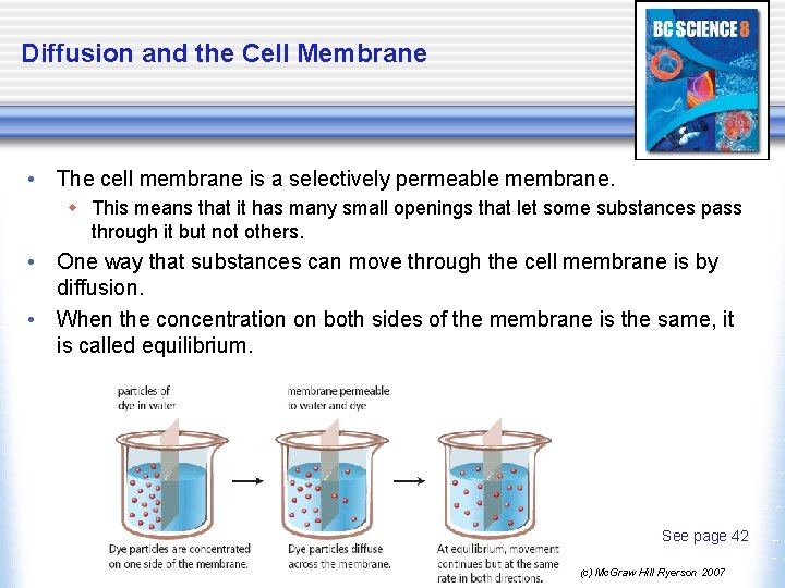 Diffusion and the Cell Membrane • The cell membrane is a selectively permeable membrane.