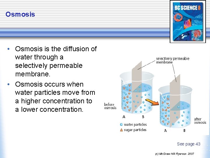Osmosis • Osmosis is the diffusion of water through a selectively permeable membrane. •