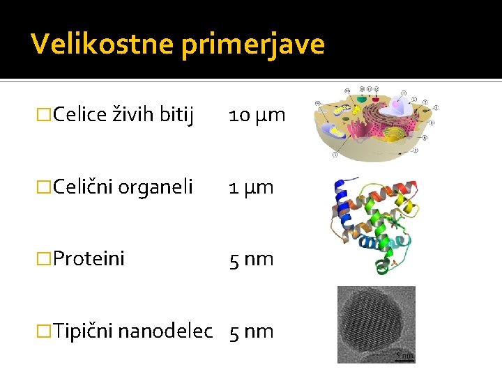 Velikostne primerjave �Celice živih bitij 10 µm �Celični organeli 1 µm �Proteini 5 nm