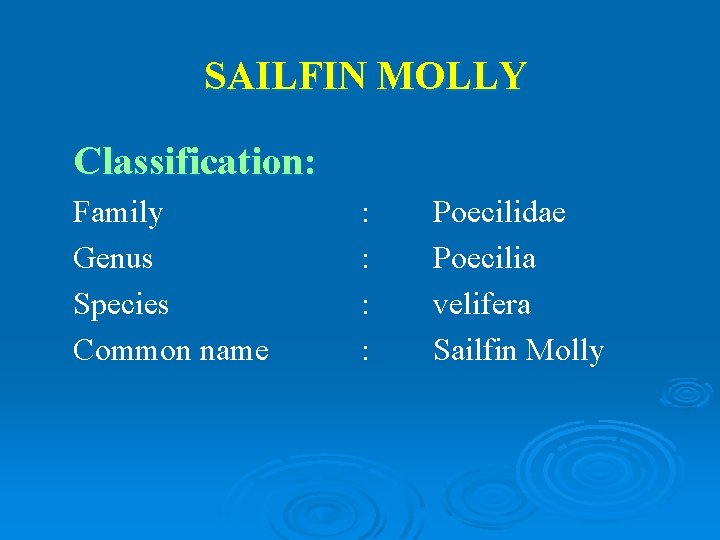 SAILFIN MOLLY Classification: Family Genus Species Common name : : Poecilidae Poecilia velifera Sailfin