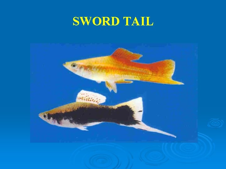 SWORD TAIL 