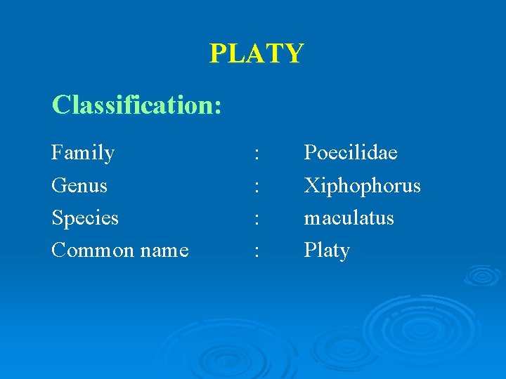 PLATY Classification: Family Genus Species Common name : : Poecilidae Xiphophorus maculatus Platy 