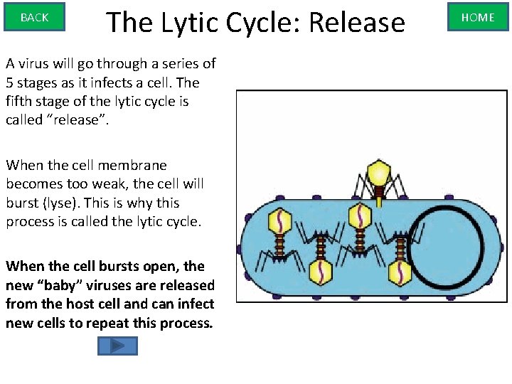 BACK The Lytic Cycle: Release A virus will go through a series of 5