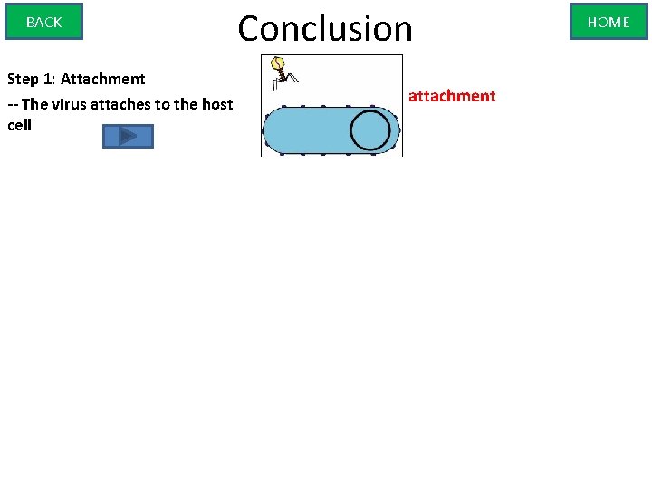 BACK Step 1: Attachment -- The virus attaches to the host cell Conclusion attachment