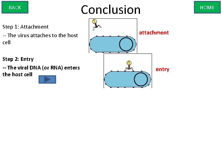 BACK Step 1: Attachment -- The virus attaches to the host cell Step 2: