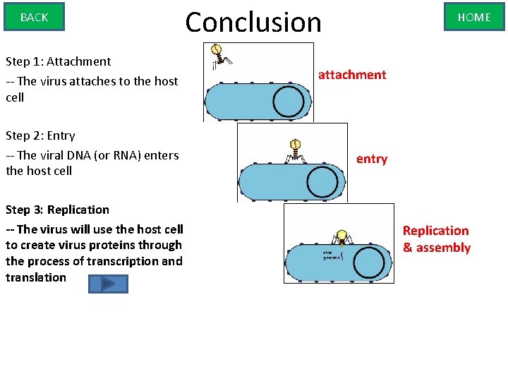 BACK Conclusion HOME Step 1: Attachment -- The virus attaches to the host cell
