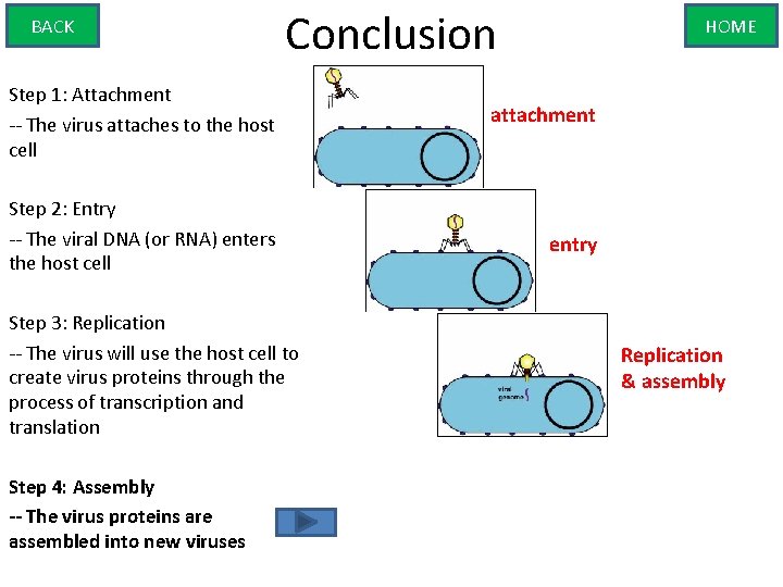BACK Conclusion HOME Step 1: Attachment -- The virus attaches to the host cell